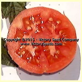 Burpee's Fordhook First Tomato