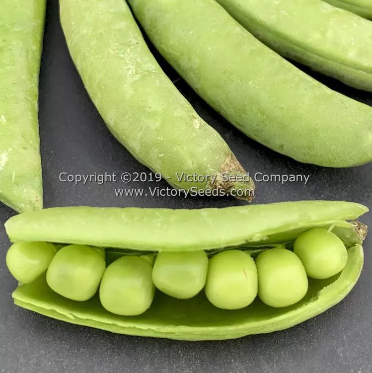 Sugar Ann Sugar Snap Pea
