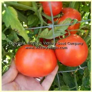Glamour Tomato