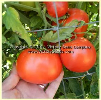 Glamour Tomato