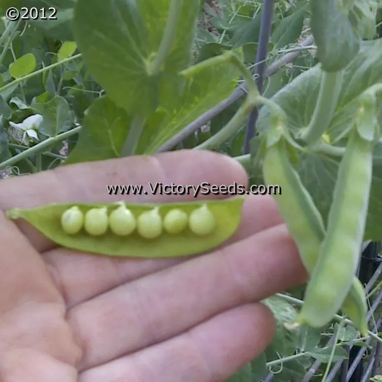 Willet's Wonder Pea