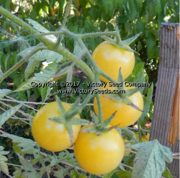 White Cherry Tomato
