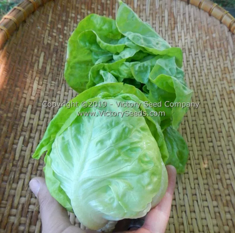 Kagraner Sommer Butterhead Lettuce