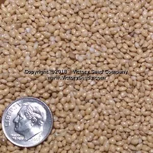 Proso Millet 'Dove'