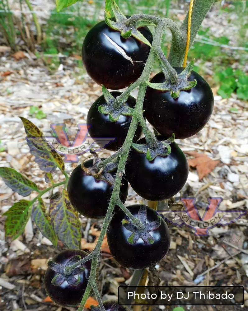 Black Strawberry Tomato