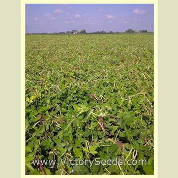 Mississippi Purple Southern Pea