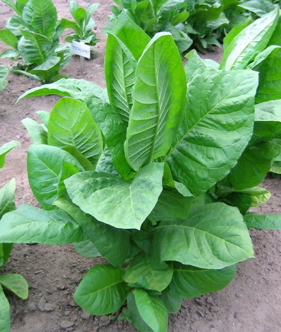 Shargo Tobacco