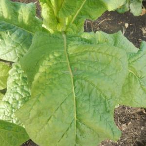 Banana Leaf Tobacco