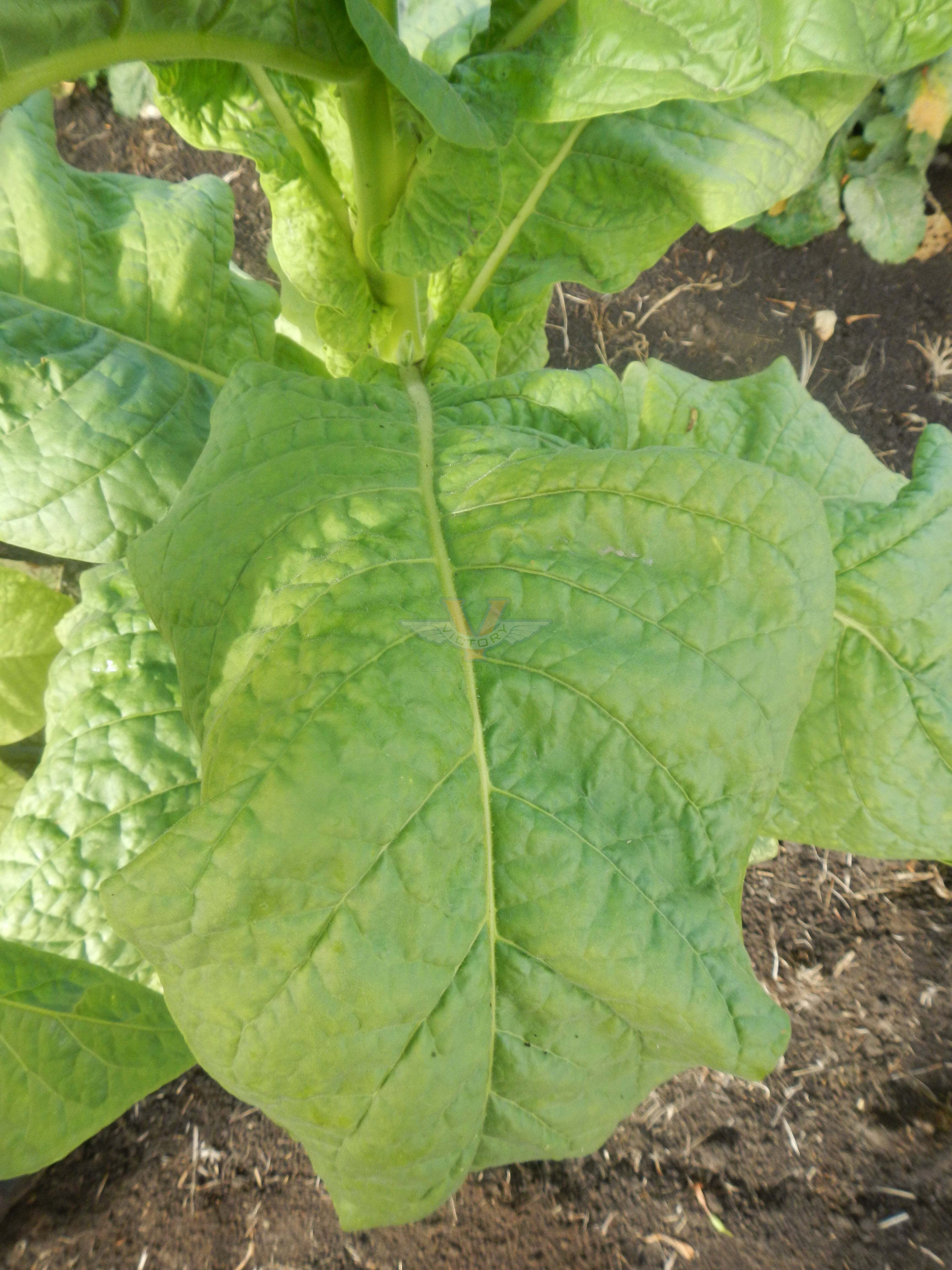 Banana Leaf Tobacco