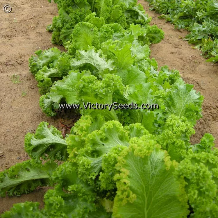 Green Wave (Greenwave) Mustard Greens
