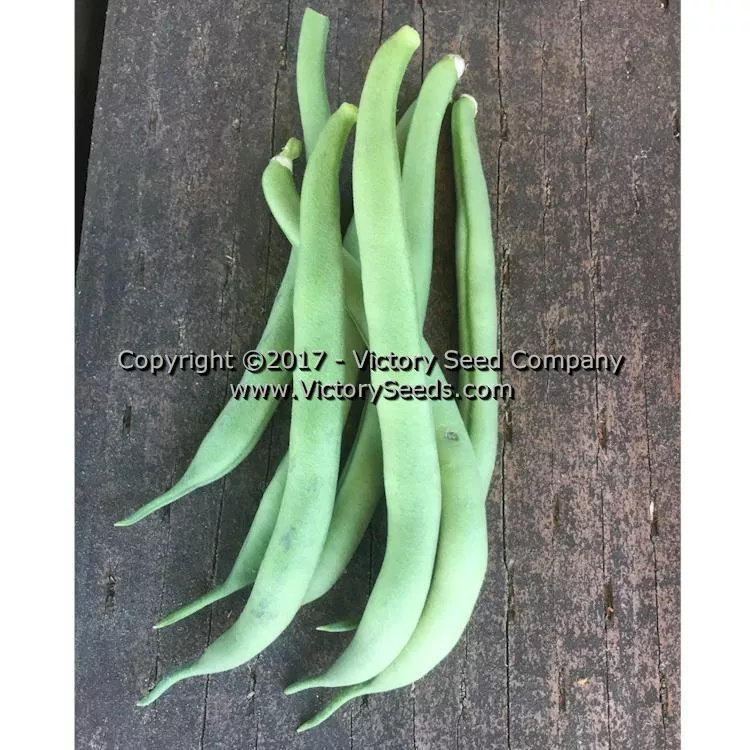 Improved Tendergreen Bush Green Garden Bean