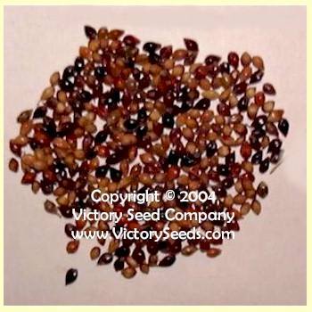 Mixed Colors Broom Corn