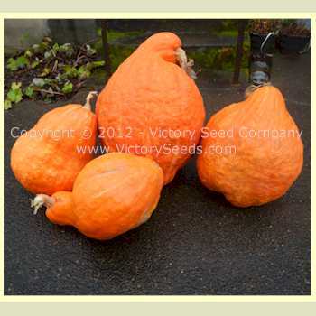 Boston Marrow Squash