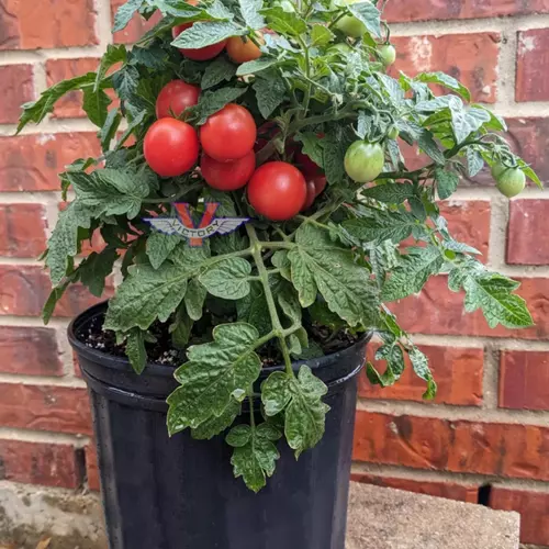 Rosy Finch Micro Dwarf Tomato