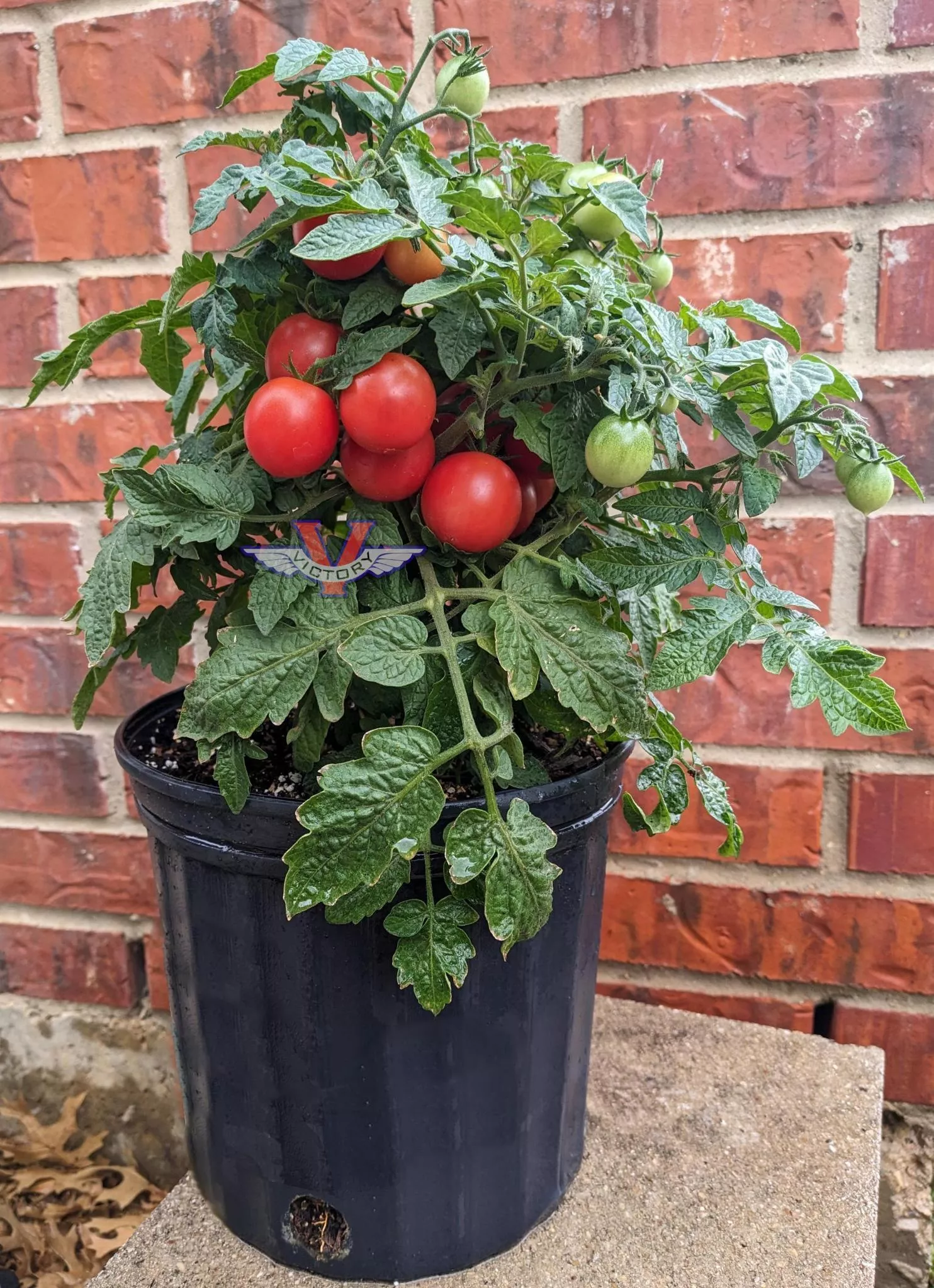 Rosy Finch Tomato