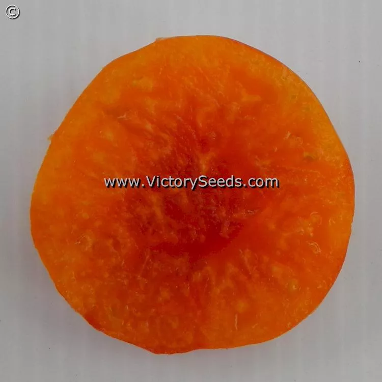 Dwarf Choemato Tomato