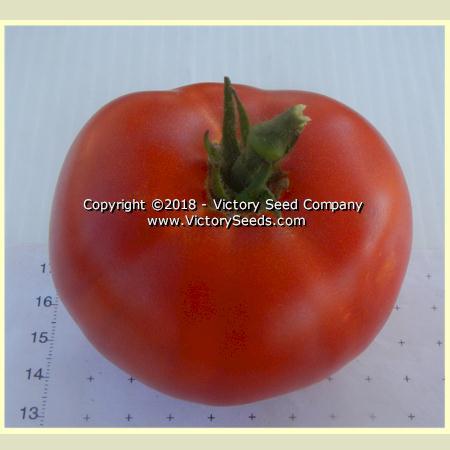 Dwarf Sarah's Red Tomato