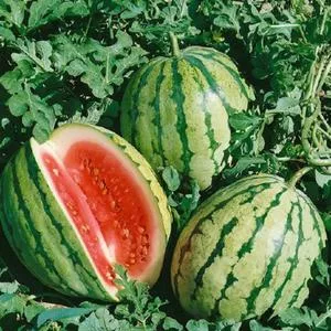 Watermelons