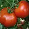 Rutgers Tomato