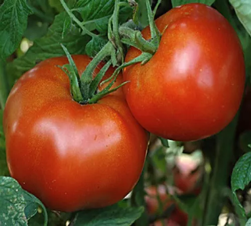 Rutgers Tomato