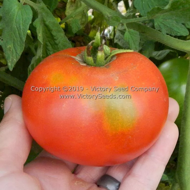 Atkinson Tomato