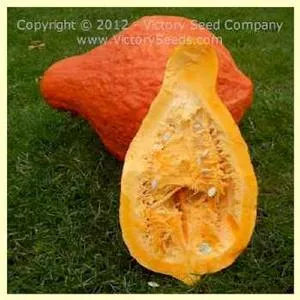 Boston Marrow Squash