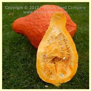 Boston Marrow Squash