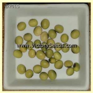 GL 2216/18 Soybean