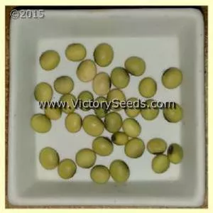 GL 2216/18 Soybean