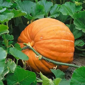 Dill's Atlantic Giant Pumpkin