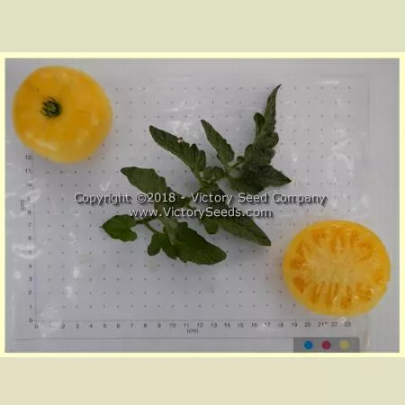 Dwarf Moliagul Moon Tomato