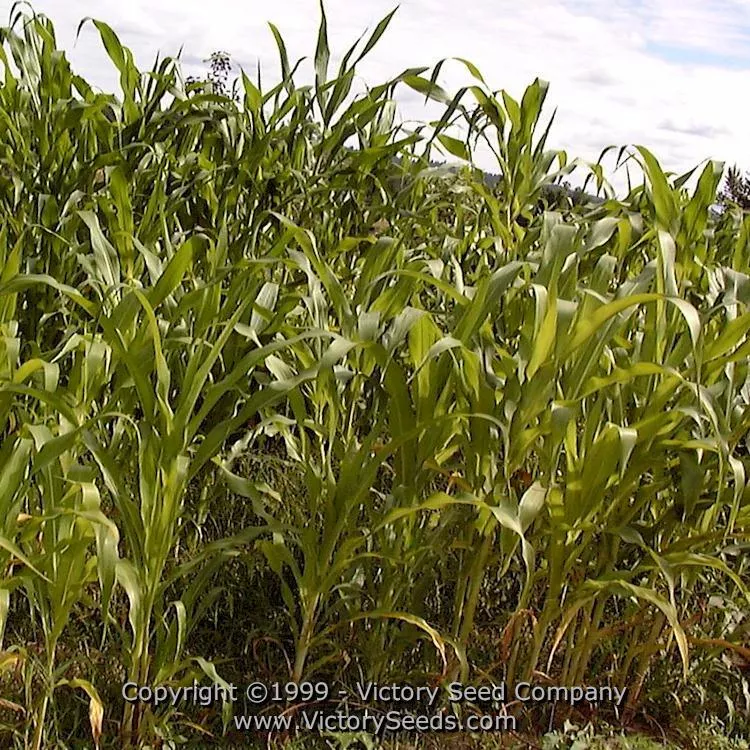 Golden Bantam Sweet Corn