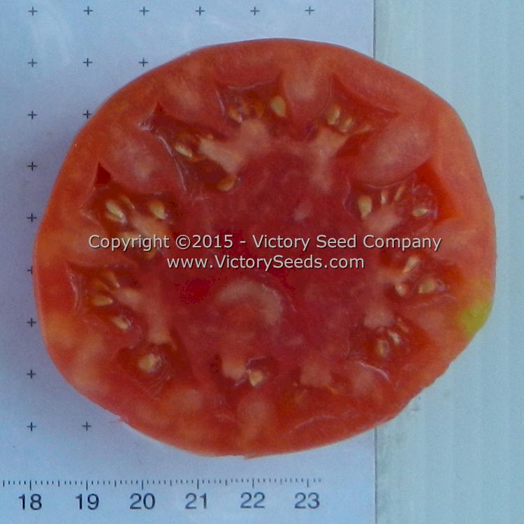 Dwarf Arctic Rose Tomato