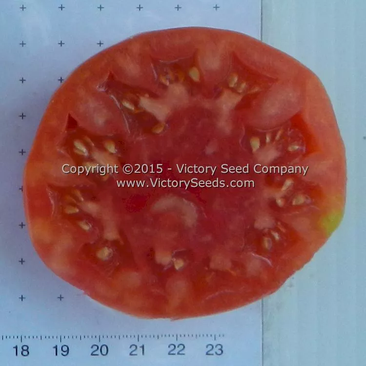 Dwarf Arctic Rose Tomato