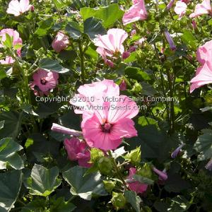 Tree Mallow