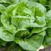 White Boston Butterhead Lettuce