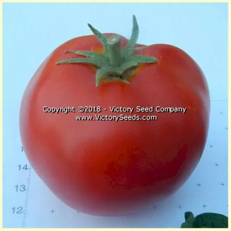 Clare Valley Red Tomato