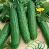 Saladmore Bush F1 Cucumber