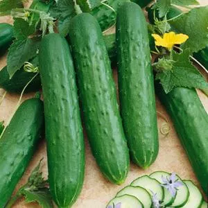 Saladmore Bush F1 Cucumber