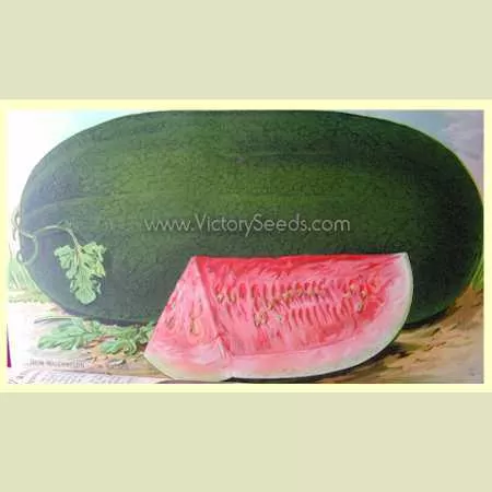 Tom Watson Watermelon