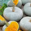 Blue Prince F1 Pumpkin