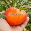 Dwarf Gloria's Treat Tomato