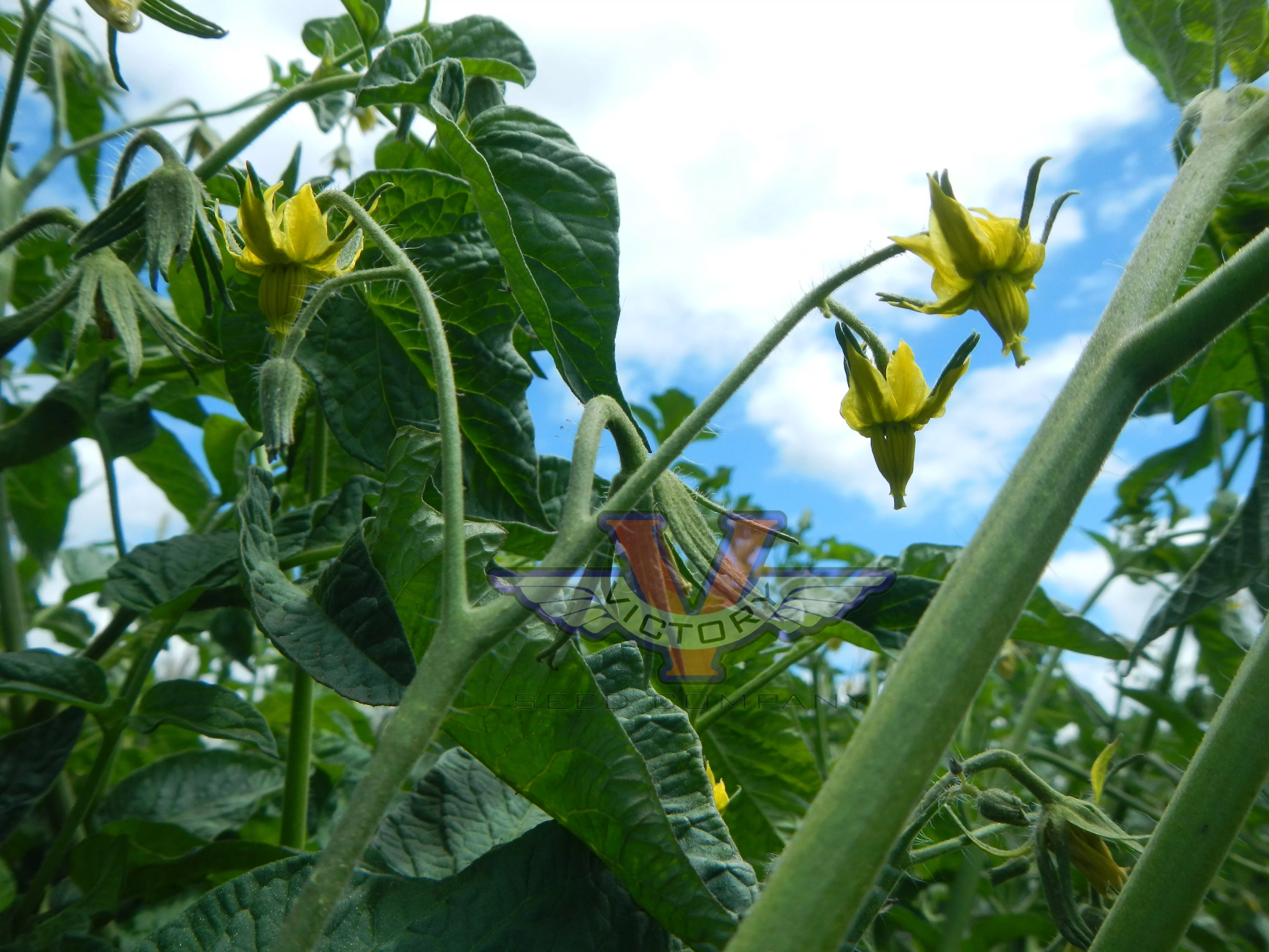 Abraham Brown Tomato