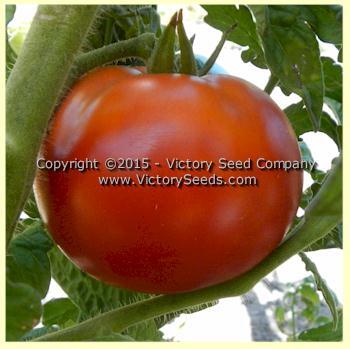 Livingston's Dwarf Stone Tomato