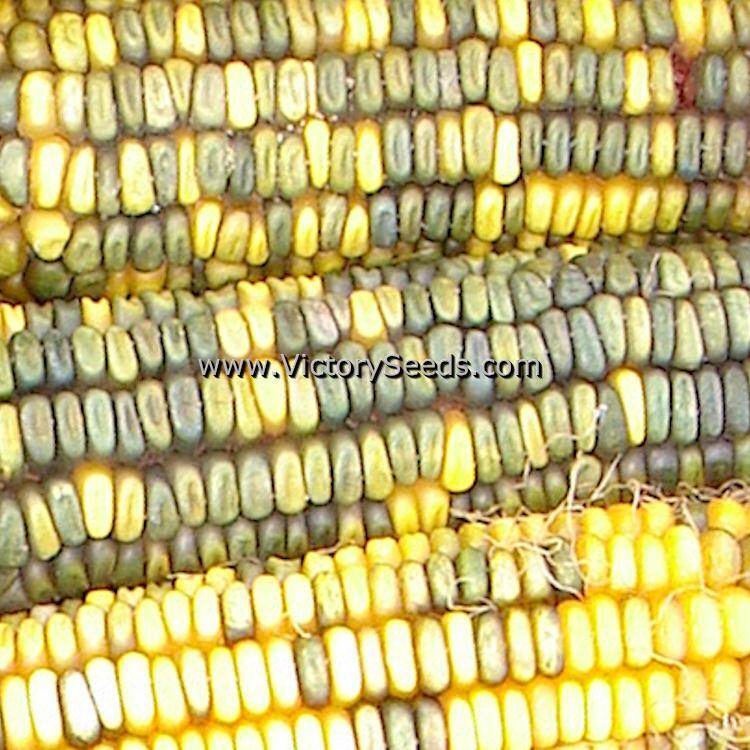 Green & Gold Dent Corn