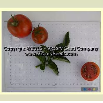 Kangaroo Paw Brown Tomato
