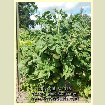 Dwarf Golden Tipsy Tomato