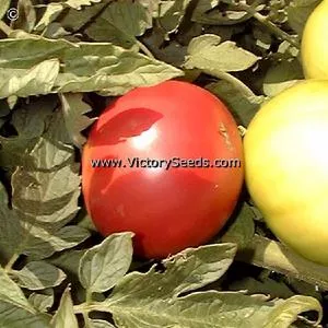 Bradley Tomato