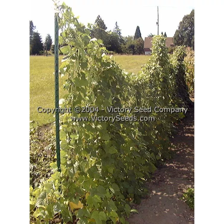 Riggins Stick Pole Green Garden Bean