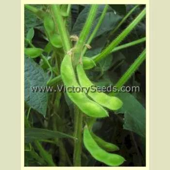 Kuromane Soybean